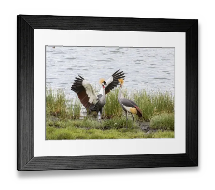 Framed Print : Grey-crowned cranes (Balearica regulorum) courtship display on the shore of a lake Framed Print : Grey-crowned cranes (Balearica regulorum) courtship display on the shore of a lake