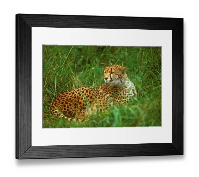 Framed Print : Cheetah (Acinonyx venator) Laying in Grass on the Serengeti Framed Print : Cheetah (Acinonyx venator) Laying in Grass on the Serengeti