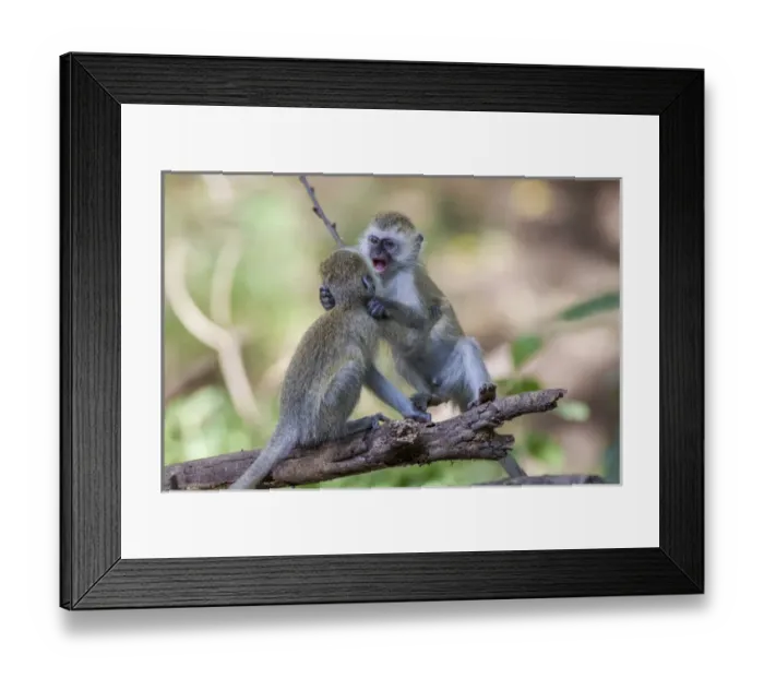 Framed Print : Two juvenile vervet monkey (Cercopithecus aethiops) balance on a log fighting, Lake Framed Print : Two juvenile vervet monkey (Cercopithecus aethiops) balance on a log fighting, Lake