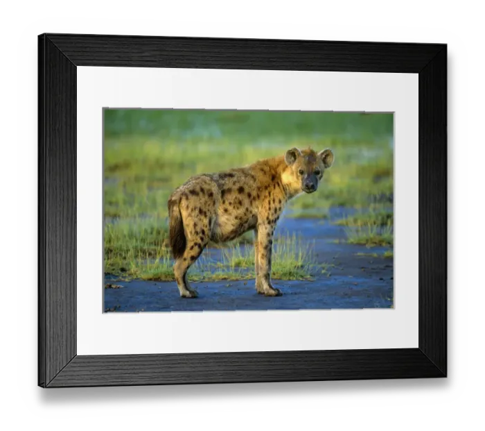 Framed Print : A spotted hyena in the Ngorongoro Crater, East Africa Framed Print : A spotted hyena in the Ngorongoro Crater, East Africa