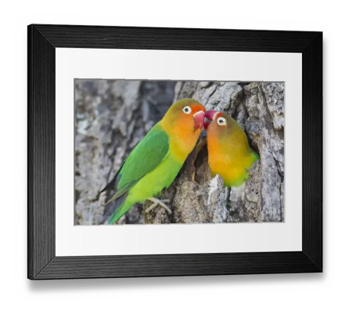 Framed Print : Two Fischers Lovebirds (Agapornis fischeri) nuzzle eachother, Ngorongoro Conservation Area Framed Print : Two Fischers Lovebirds (Agapornis fischeri) nuzzle eachother, Ngorongoro Conservation Area