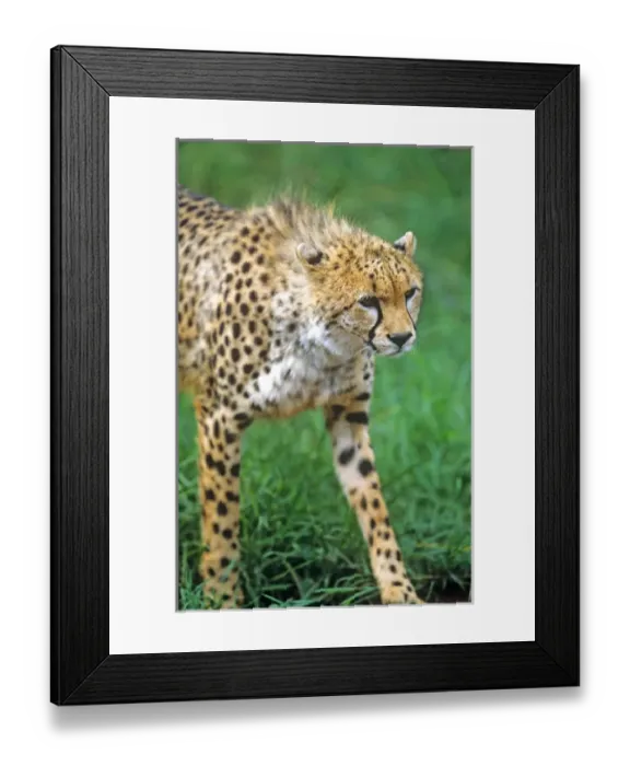 Framed Print : Cheetah (Acinonyx venator)Stalking on the Serengeti Framed Print : Cheetah (Acinonyx venator)Stalking on the Serengeti