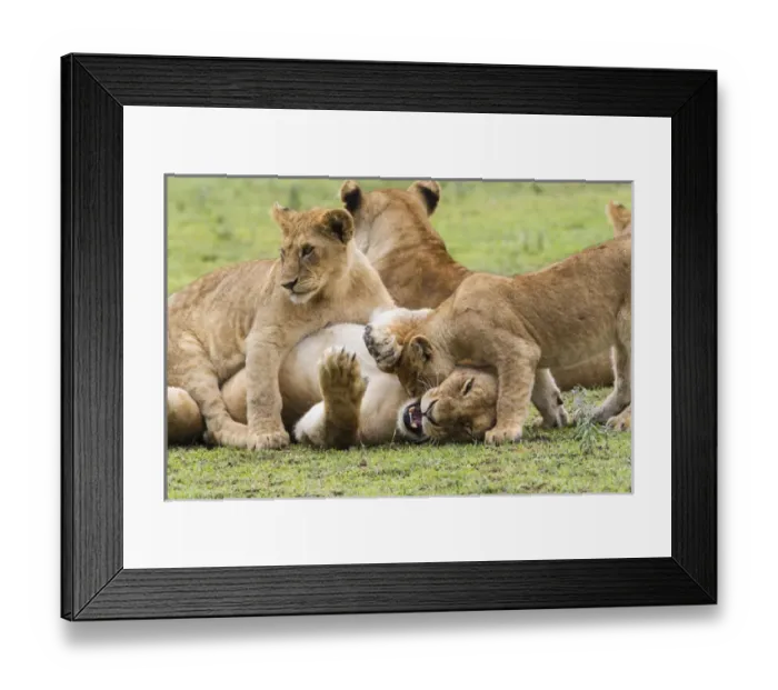 Framed Print : Two young lion cubs play fight, attacking and lying on a thirds on its back lying on the grass Framed Print : Two young lion cubs play fight, attacking and lying on a thirds on its back lying on the grass