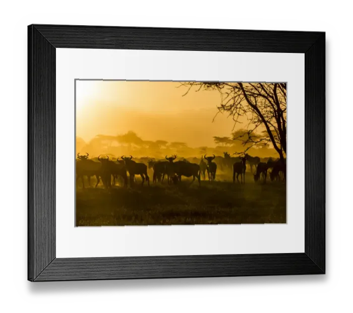 Framed Print : Wildebeests (Connochaetes taurinus) and zebras (Equus quagga) are silhouetted against