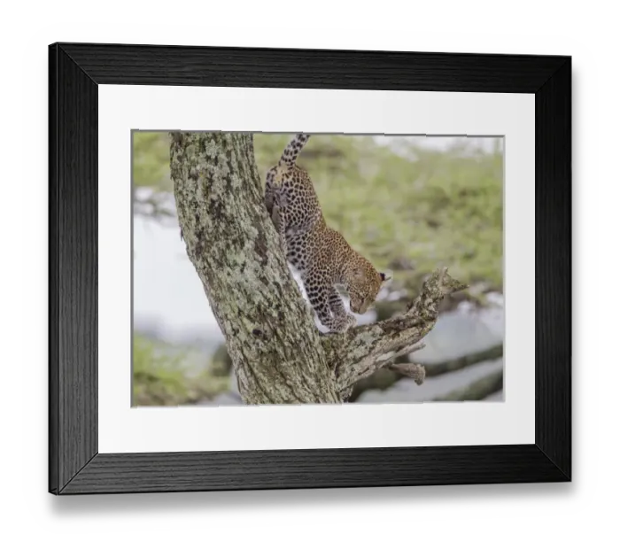 Framed Print : Juvenile leopard descends tree, front paws on branch below it, rear paws against