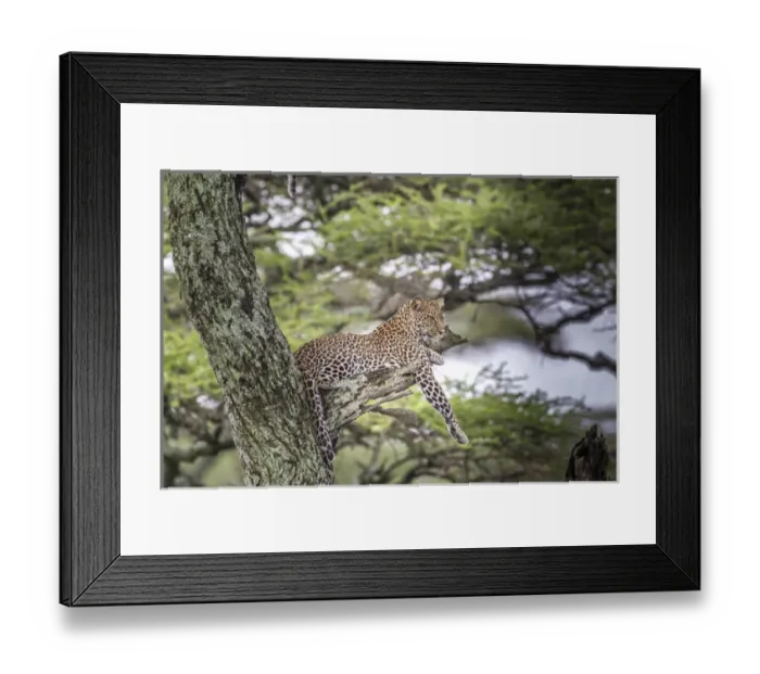 Framed Print : Leopard reclines on tree branch stump just longer than leopard, up in air in tree
