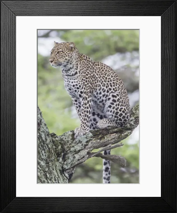Framed Print : Leopard sits up in tree on three branch, looking to left of camera, watching Framed Print : Leopard sits up in tree on three branch, looking to left of camera, watching