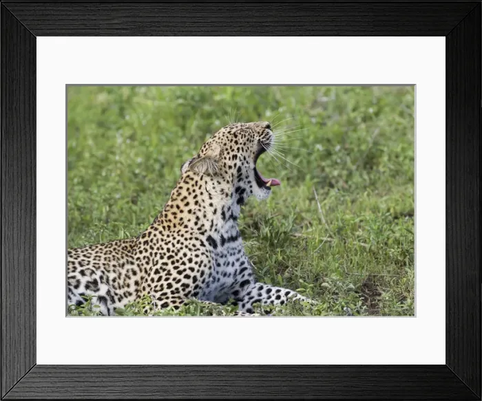 Framed Print : Close up of leopard lying on grass resting, head raised at 45 degree angle yawning Framed Print : Close up of leopard lying on grass resting, head raised at 45 degree angle yawning