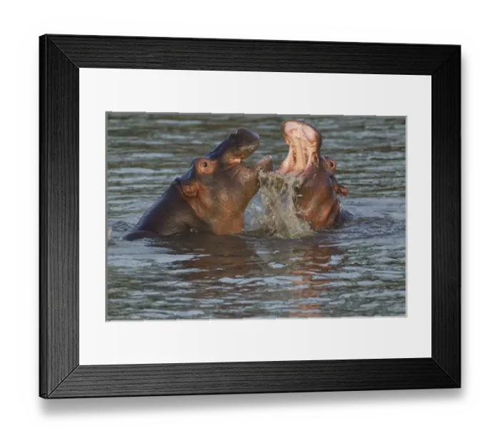 Framed Print : Two hippos fight, their jaws open, water gushing from the moth of one; close up view