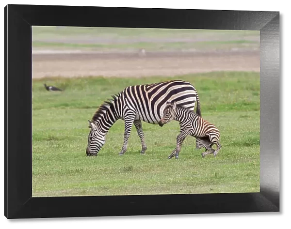 Mother zebra (Equus quagga) grazes while newborn colt attempts to stand, hind legs