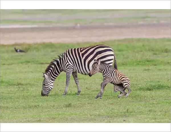 Mother zebra (Equus quagga) grazes while newborn colt attempts to stand, hind legs
