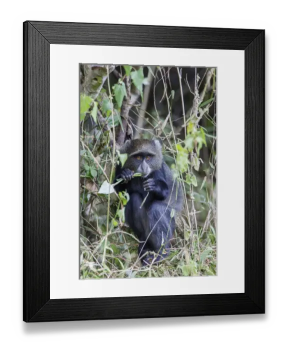 Framed Print : Blue Monkey (Cercopithecus mitis) crouched in vines eating while looking at the camera Framed Print : Blue Monkey (Cercopithecus mitis) crouched in vines eating while looking at the camera