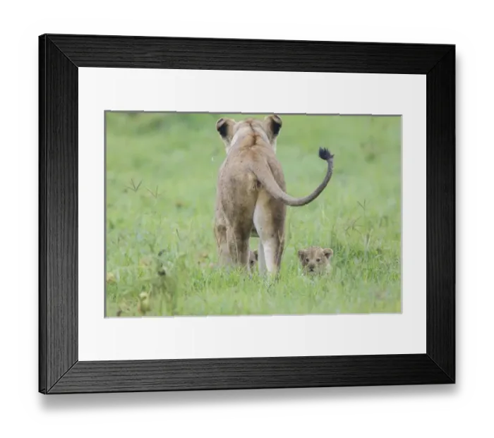 Framed Print : Rear view of lioness facing away, newborn cubs hiding in gras but peering out looking Framed Print : Rear view of lioness facing away, newborn cubs hiding in gras but peering out looking