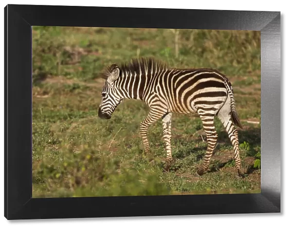 Young zebra, brown stripes, walks through grassy floodplain, red dirt on its legs and belly