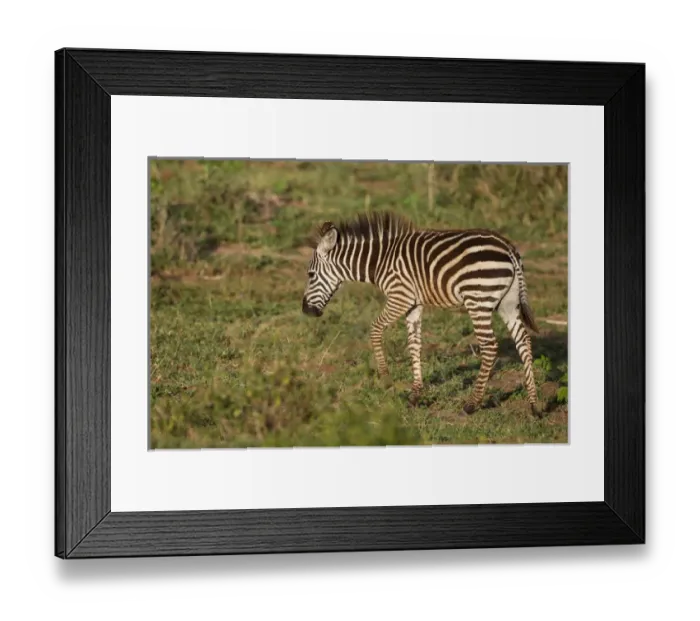 Framed Print : Young zebra, brown stripes, walks through grassy floodplain, red dirt on its legs and belly Framed Print : Young zebra, brown stripes, walks through grassy floodplain, red dirt on its legs and belly