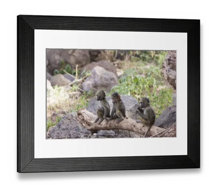 Framed Print : Three juvenile yellow baboons (Papio cynocephalus) sitting together on a log, one Framed Print : Three juvenile yellow baboons (Papio cynocephalus) sitting together on a log, one