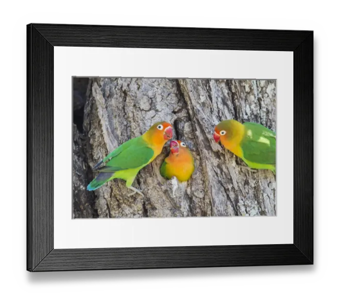 Framed Print : A Fischers Lovebird (Agapornis fischeri) feeds its mate in a cavity nest, while Framed Print : A Fischers Lovebird (Agapornis fischeri) feeds its mate in a cavity nest, while