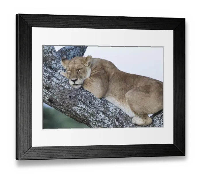 Framed Print : Close up view of female lion sleeping in acaia tree in jungle, Ngorongoro Conservation Area Framed Print : Close up view of female lion sleeping in acaia tree in jungle, Ngorongoro Conservation Area
