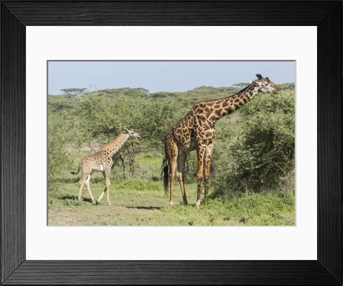 Framed Print : Young giraffe colt follows its huge father, who is eating acacia leaves from the tops of trees Framed Print : Young giraffe colt follows its huge father, who is eating acacia leaves from the tops of trees