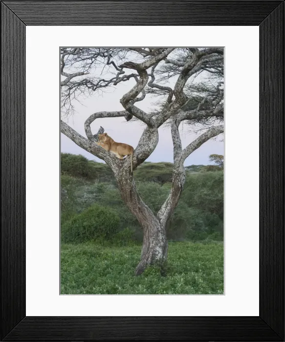 Framed Print : Female lion lies in joint of a gnarled acacia tree in jungle, in the evening, profile view Framed Print : Female lion lies in joint of a gnarled acacia tree in jungle, in the evening, profile view