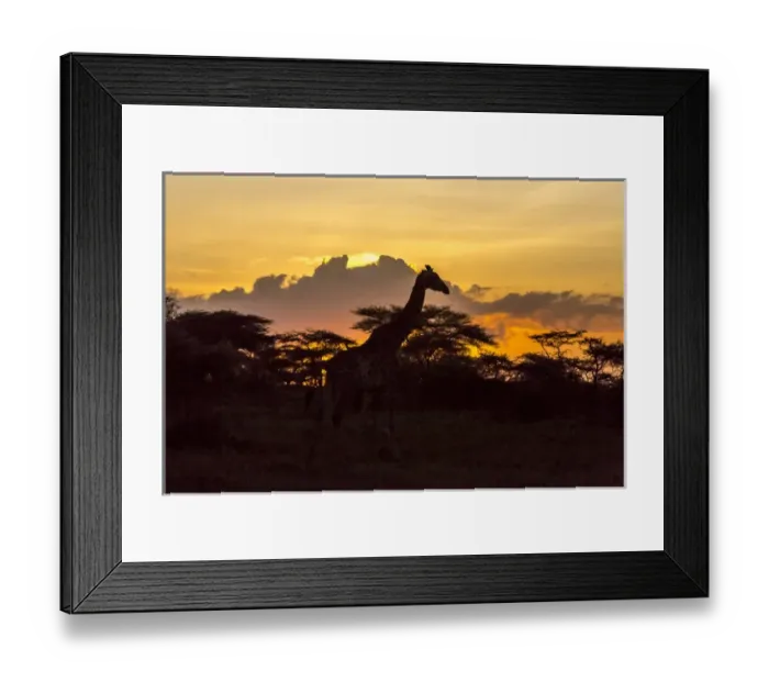Framed Print : Silhouette of Masai giraffe, walking past already darkened acacia trees, cloud formations Framed Print : Silhouette of Masai giraffe, walking past already darkened acacia trees, cloud formations