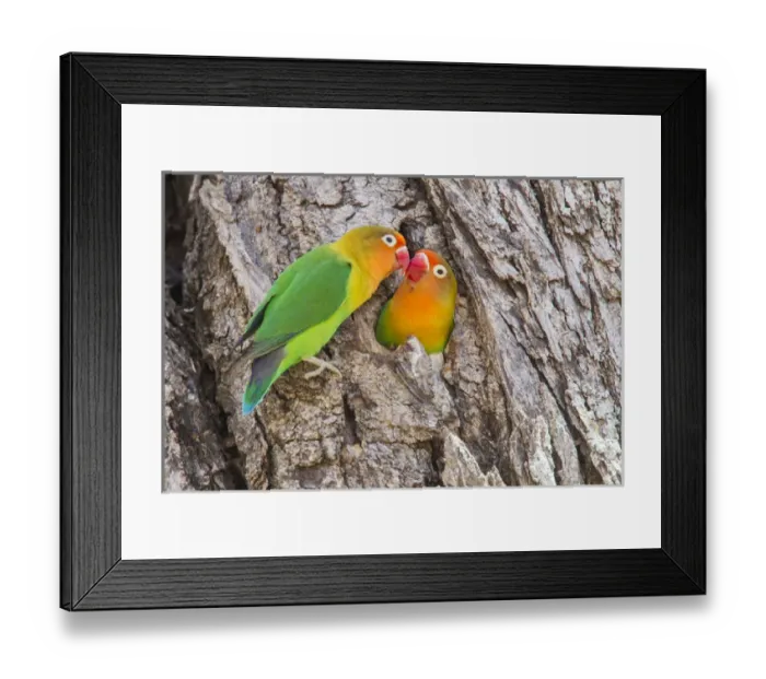 Framed Print : Two Fischers Lovebirds (Agapornis fischeri) nuzzle eachother, Ngorongoro Conservation Area Framed Print : Two Fischers Lovebirds (Agapornis fischeri) nuzzle eachother, Ngorongoro Conservation Area