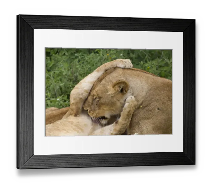 Framed Print : Lion cub grasps the head of lioness, while she licks his chest, close up, Ngorongoro Framed Print : Lion cub grasps the head of lioness, while she licks his chest, close up, Ngorongoro