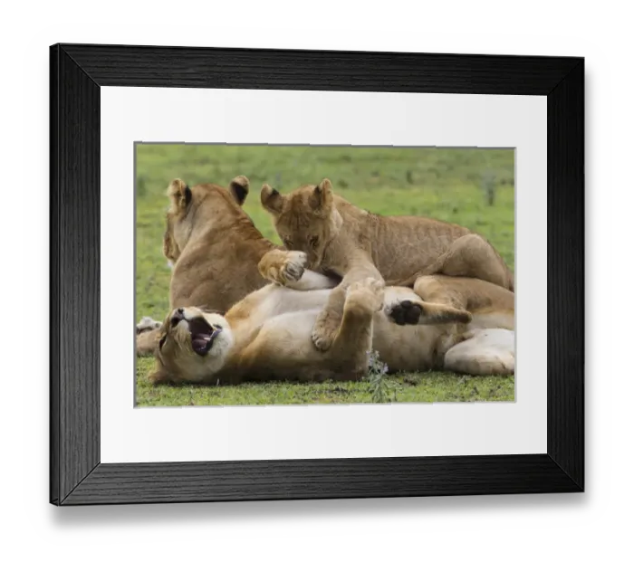 Framed Print : Lion cub lies on top of two lionesses, one reclining on her back, yawning, Ngorongoro Framed Print : Lion cub lies on top of two lionesses, one reclining on her back, yawning, Ngorongoro