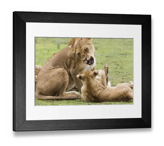 Framed Print : Sitting lioness snarles at reclining cub who has its paw raised towards her, Ngorongoro Framed Print : Sitting lioness snarles at reclining cub who has its paw raised towards her, Ngorongoro