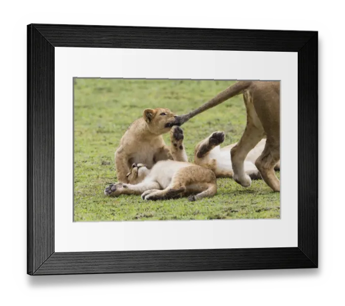Framed Print : Lion cub bites the tail of lioness, pulling the tail, while two other cubs lie upside Framed Print : Lion cub bites the tail of lioness, pulling the tail, while two other cubs lie upside