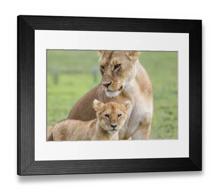 Framed Print : Lioness with its female cub, standing together, side by side, one head under the other Framed Print : Lioness with its female cub, standing together, side by side, one head under the other