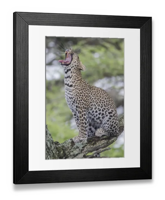 Framed Print : Leopard sits perched on a branch, erect, yawning with its mouth wide open, tongue out Framed Print : Leopard sits perched on a branch, erect, yawning with its mouth wide open, tongue out