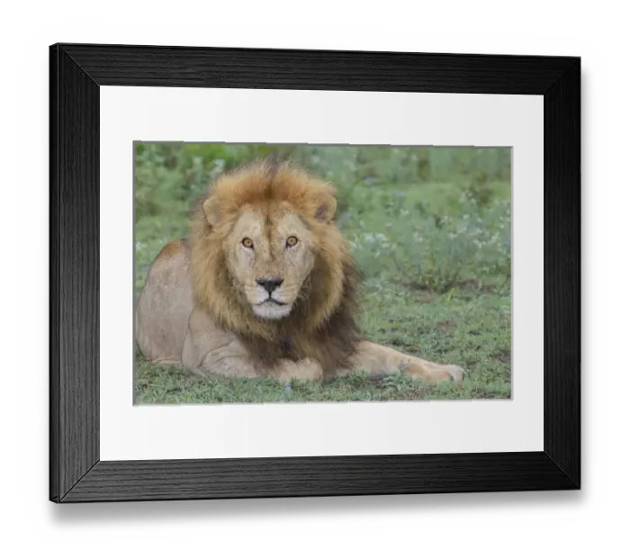 Framed Print : Adult male lion, lying on grass resting, look of surprise while looking at viewer Framed Print : Adult male lion, lying on grass resting, look of surprise while looking at viewer