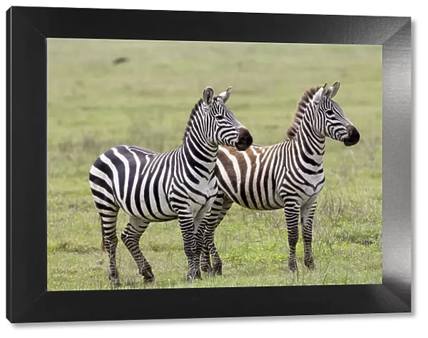 Two zebras stand side by side, alert, one fully adult and the the second nearly adult