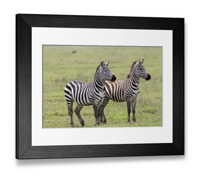 Framed Print : Two zebras stand side by side, alert, one fully adult and the the second nearly adult Framed Print : Two zebras stand side by side, alert, one fully adult and the the second nearly adult
