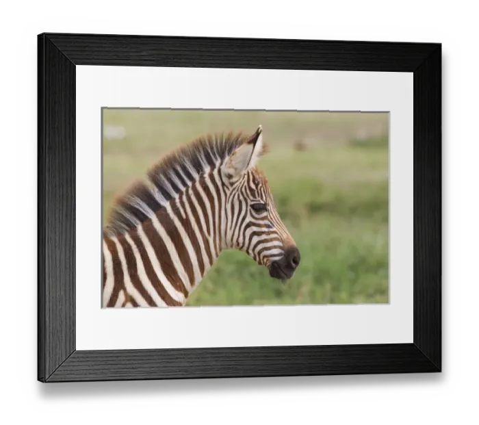 Framed Print : Newborn colt, day or two old, head shot close up, green defocused background, Ngorongoro Framed Print : Newborn colt, day or two old, head shot close up, green defocused background, Ngorongoro
