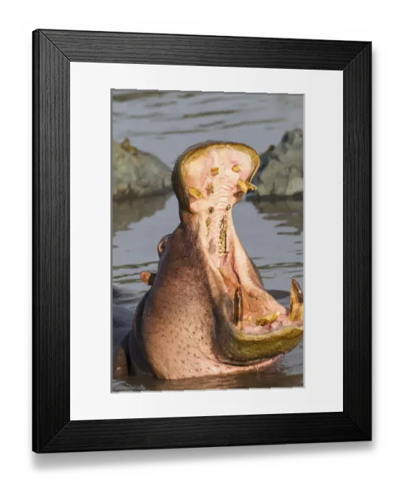 Framed Print : Adult hippopatamus opens its jaw really wide to the camera, close up, showing its teeth Framed Print : Adult hippopatamus opens its jaw really wide to the camera, close up, showing its teeth