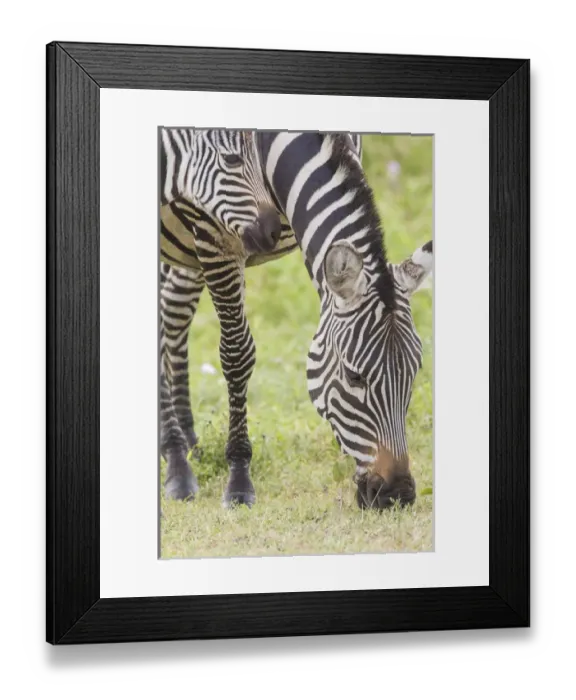 Framed Print : Adult female zebra grazes, head and frontal shot, close up, while her colt s Framed Print : Adult female zebra grazes, head and frontal shot, close up, while her colt s