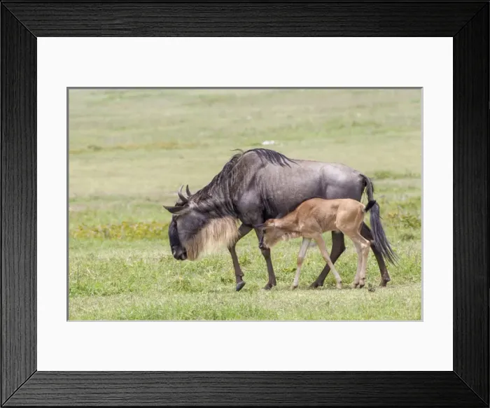 Framed Print : Wildebeest mother and newborn calf slowly walk, profile view, side by side, Ngorongoro