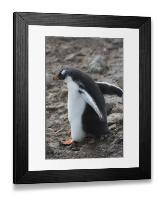Framed Print : Antarctica. Antarctic Peninsula. Neko Harbor. Gentoo Penguin colony. Gentoo Penguin