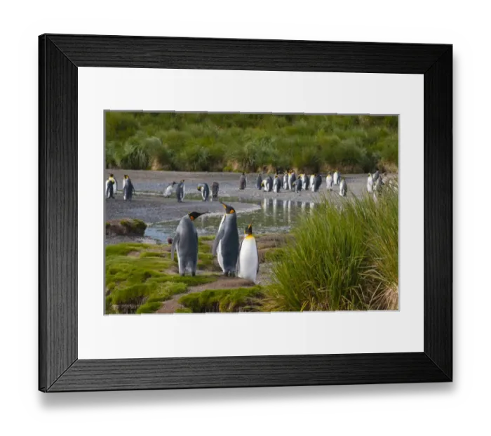 Framed Print : South Georgia. Salisbury Plain. King penguins (Aptenodytes patagonicus) colony