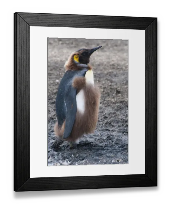 Framed Print : South Georgia. Salisbury Plain. King penguin (Aptenodytes patagonicus) chick molting