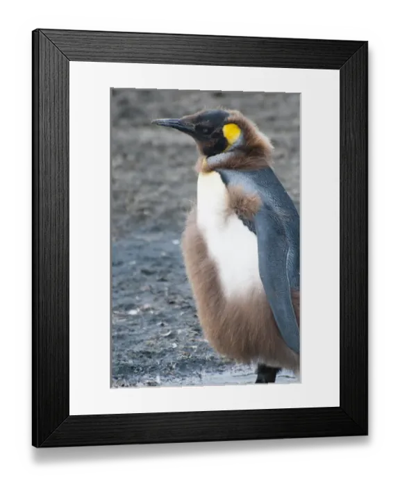 Framed Print : South Georgia. Salisbury Plain. King penguin (Aptenodytes patagonicus) chick molting