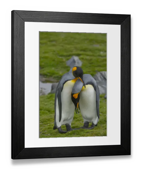 Framed Print : South Georgia. Saint Andrews. King penguin (Aptenodytes patagonicus). Courtship display