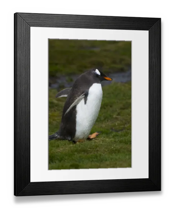 Framed Print : South Georgia. Stromness. Gentoo penguin (Pygoscelis papua) Framed Print : South Georgia. Stromness. Gentoo penguin (Pygoscelis papua)