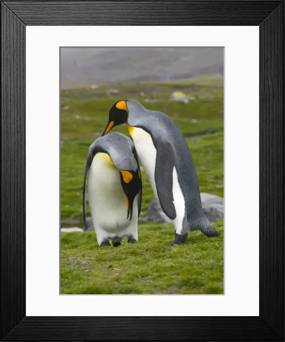 Framed Print : South Georgia. Saint Andrews. King penguin (Aptenodytes patagonicus) mated pair Framed Print : South Georgia. Saint Andrews. King penguin (Aptenodytes patagonicus) mated pair