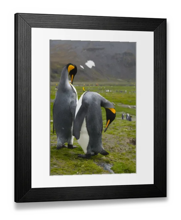 Framed Print : South Georgia. Saint Andrews. King penguin (Aptenodytes patagonicus) mated pair Framed Print : South Georgia. Saint Andrews. King penguin (Aptenodytes patagonicus) mated pair