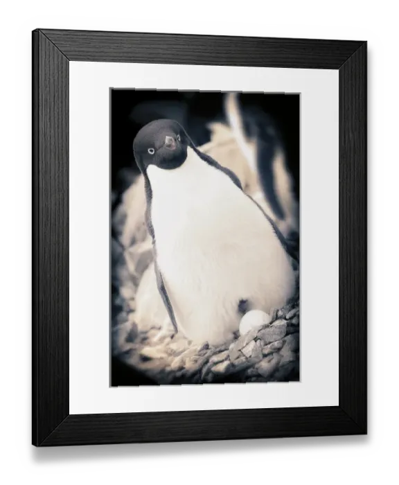 Framed Print : Antarctica. Adelie Penguin sits on an egg. Black and White with vignette border Framed Print : Antarctica. Adelie Penguin sits on an egg. Black and White with vignette border
