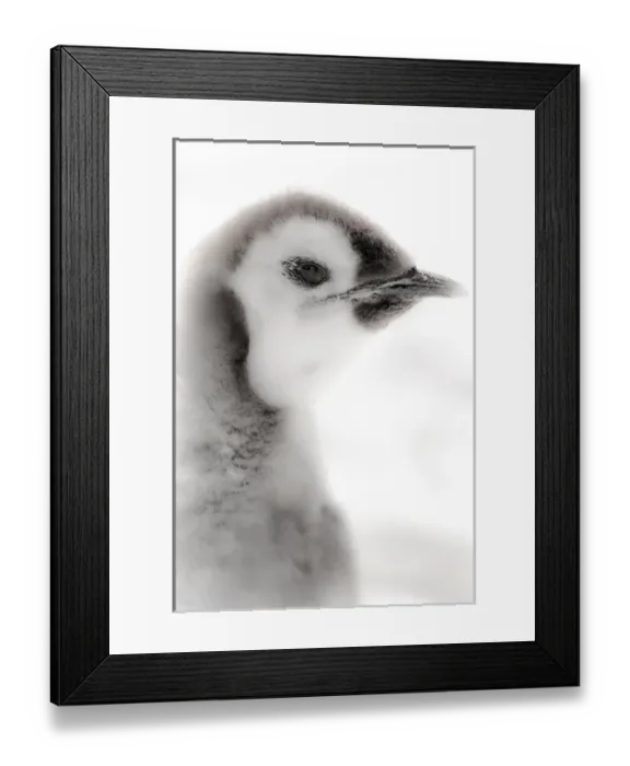 Framed Print : Cape Washington, Antarctica. Close-up of an Emperor Penguin Chick. High Key, soft focus Framed Print : Cape Washington, Antarctica. Close-up of an Emperor Penguin Chick. High Key, soft focus