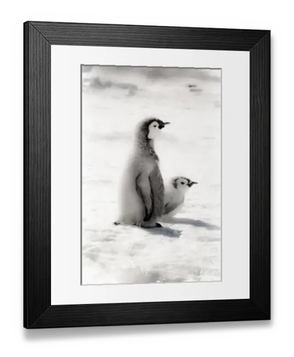 Framed Print : Cape Washington, Antarctica. Two Emperor Penguin Chicks. High Key, soft focus Framed Print : Cape Washington, Antarctica. Two Emperor Penguin Chicks. High Key, soft focus